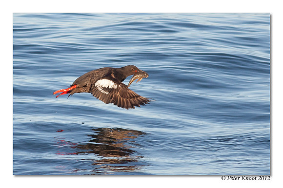 Pigeon Guillemot