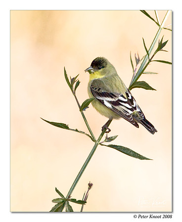 Lesser Goldfinch
