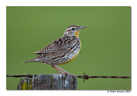 Western Meadowlark