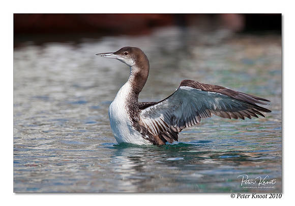 Common Loon