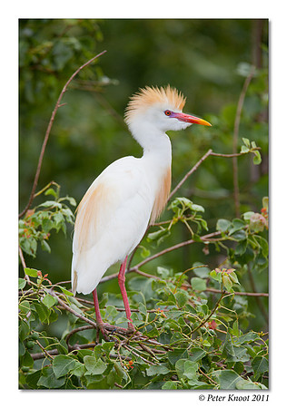 Cattle Egret