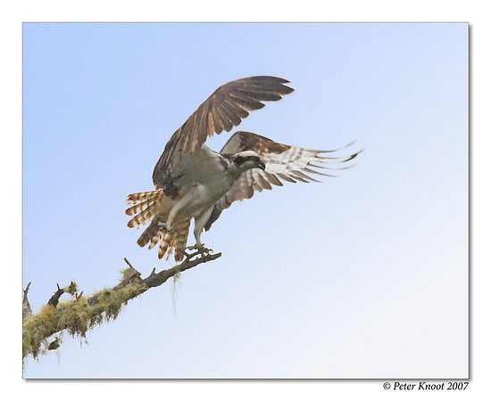 Osprey