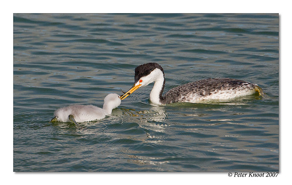 Clark's Grebe