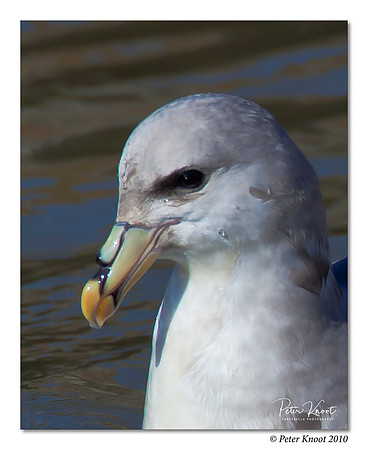 Northern Fulmar