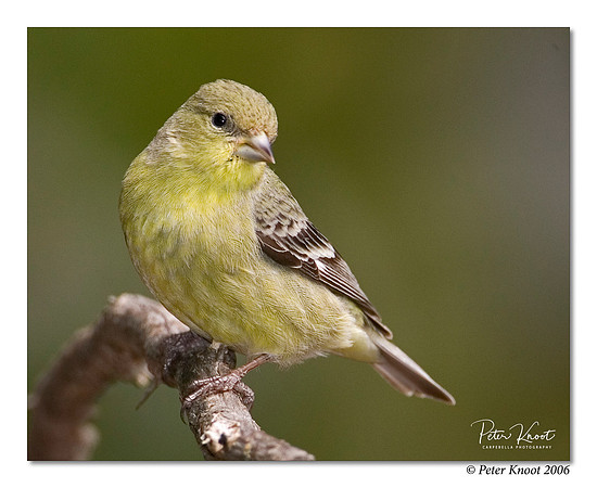 Lesser Goldfinch