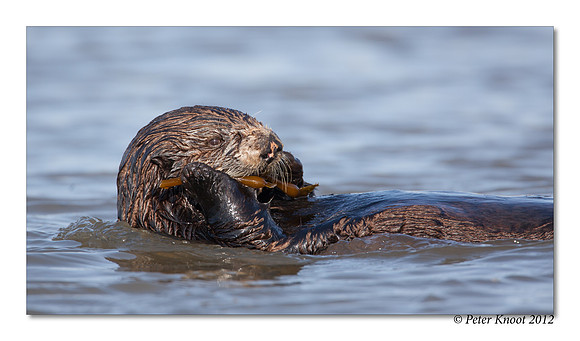 Sea Otter
