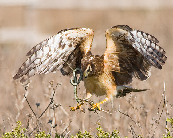 Northern Harrier