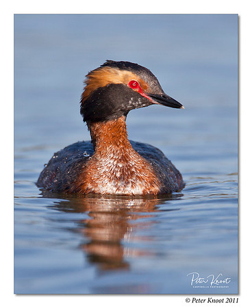 Horned Grebe