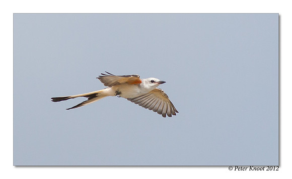 Scissor-tailed Flycatcher
