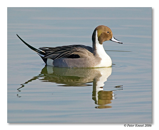 peter_northern_pintail_2