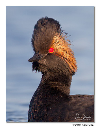 Eared Grebe
