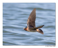 Cliff Swallow