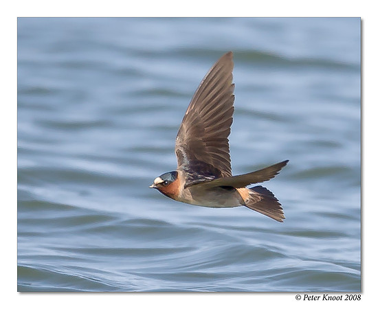 Cliff Swallow