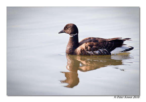 Brant