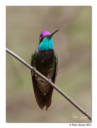 Magnificent Hummingbird