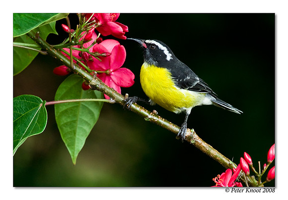 Bananaquit