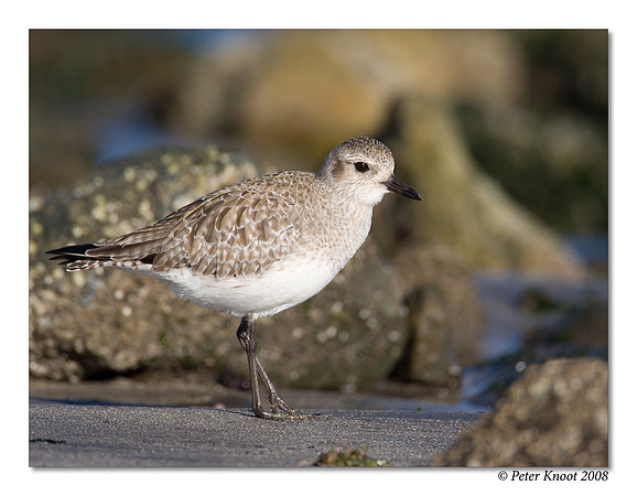 Black-bellied Plover