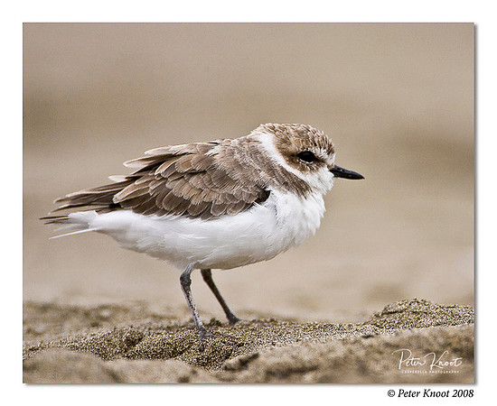 Snowy Plover