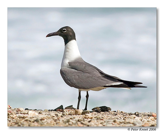 Laughing Gull