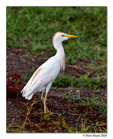 Cattle Egret