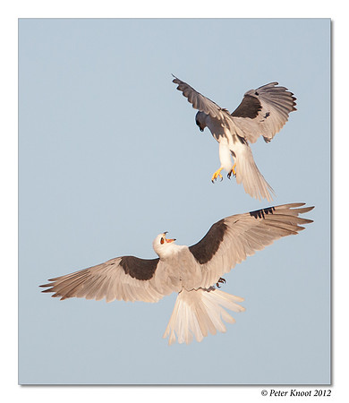 White-tailed Kite