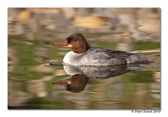 Common Merganser
