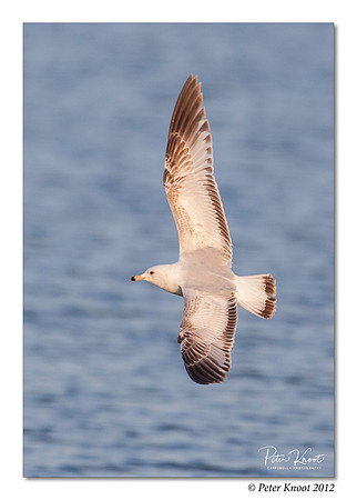 Ring-billed Gull