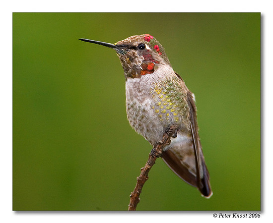 Anna's Hummingbird