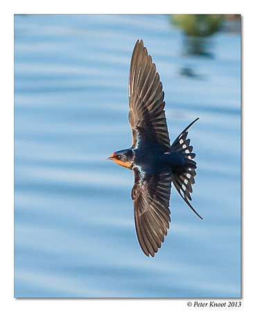 peter_barn_swallow_20