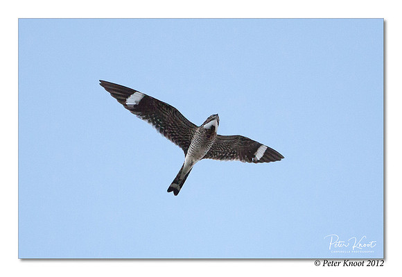 Common Nighthawk