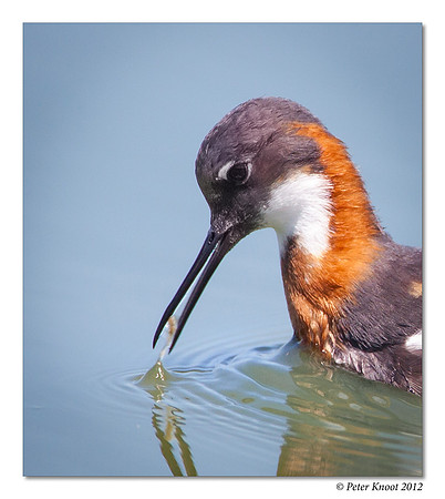 Red-necked Phalarope