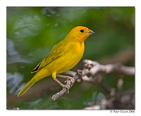 Saffron Finch