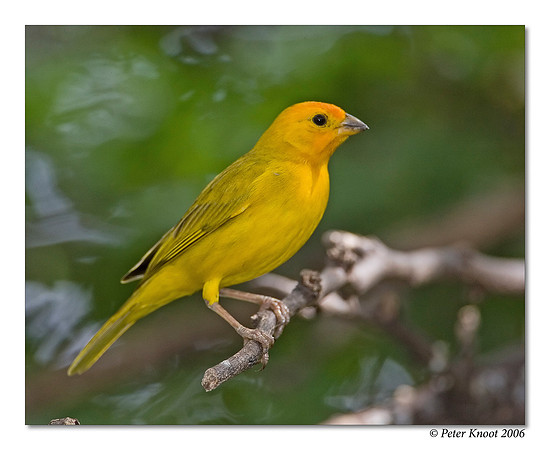 Saffron Finch