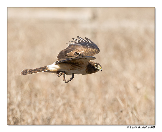Northern Harrier