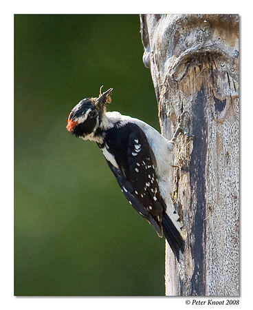 Downy Woodpecker