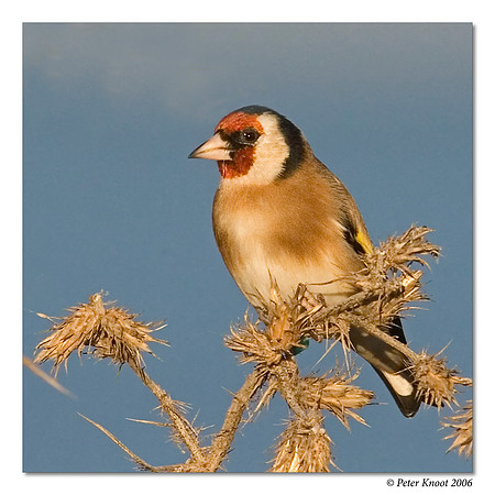 European Goldfinch