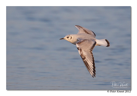 Bonaparte's Gull