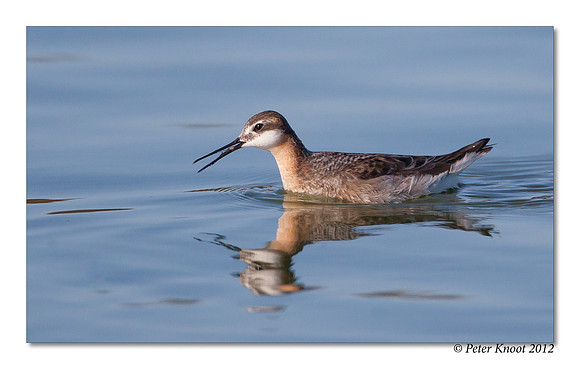 Wilson's Phalarope