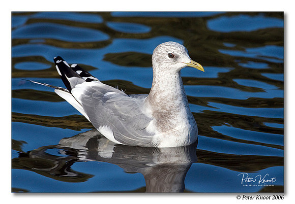 Mew Gull