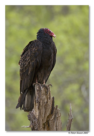 Turkey Vulture