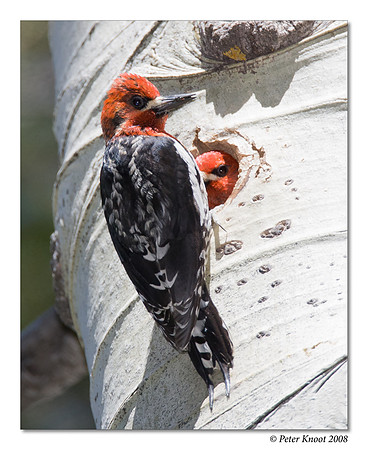 Red-breasted Sapsucker