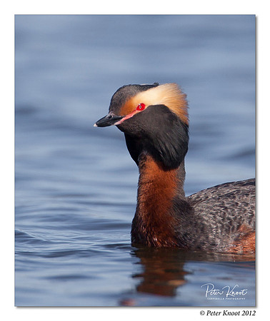 Horned Grebe