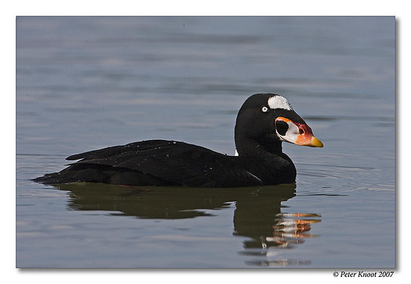 peter_surf_scoter_6