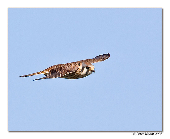 American Kestrel