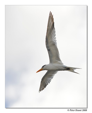 Royal Tern