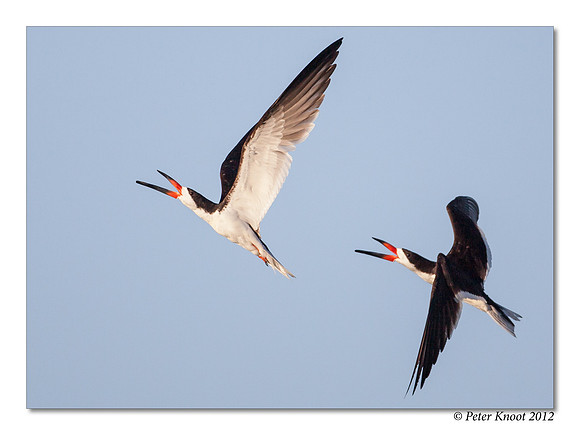 Black Skimmer