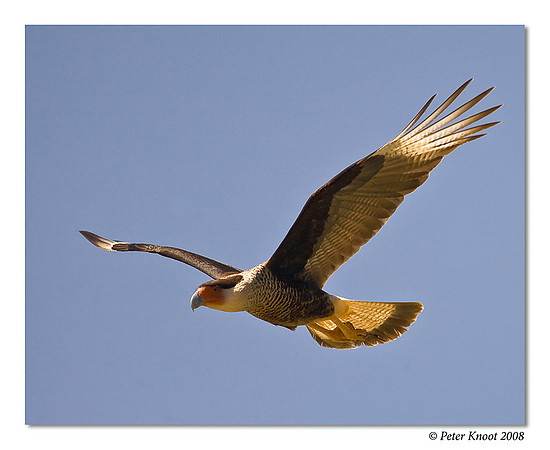 Crested Caracara