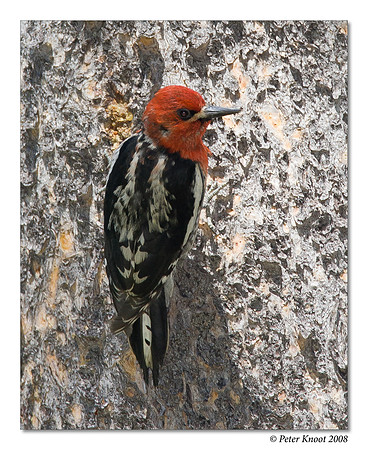 Red-breasted Sapsucker