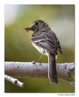 Dusky Flycatcher