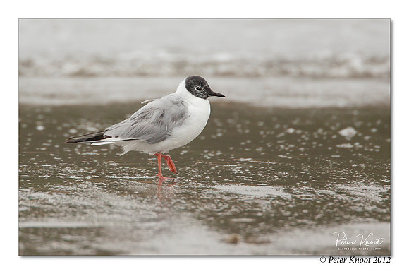Bonaparte's Gull
